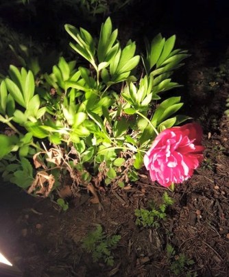 11265519_880811915347021_2824170095754737272_n